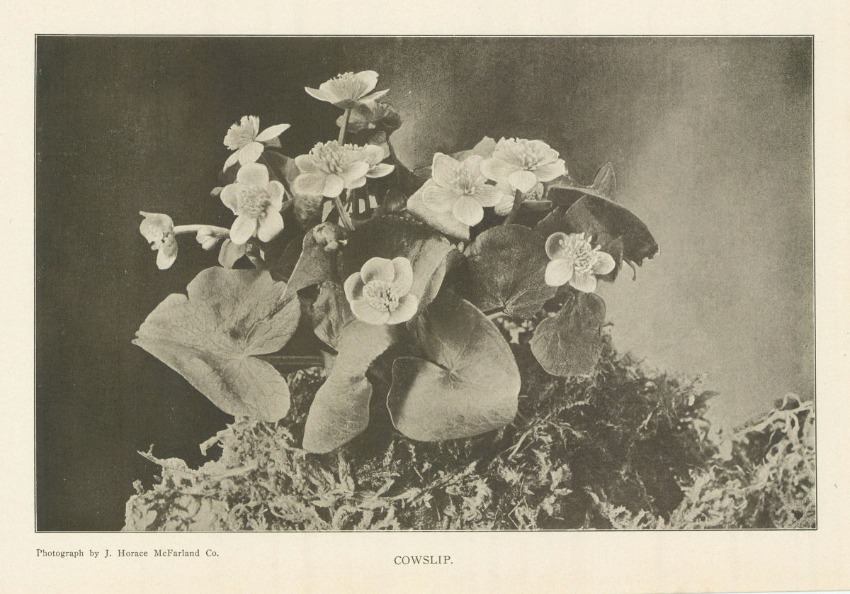 Cowslip. Flowers 1907 old antique vintage print picture