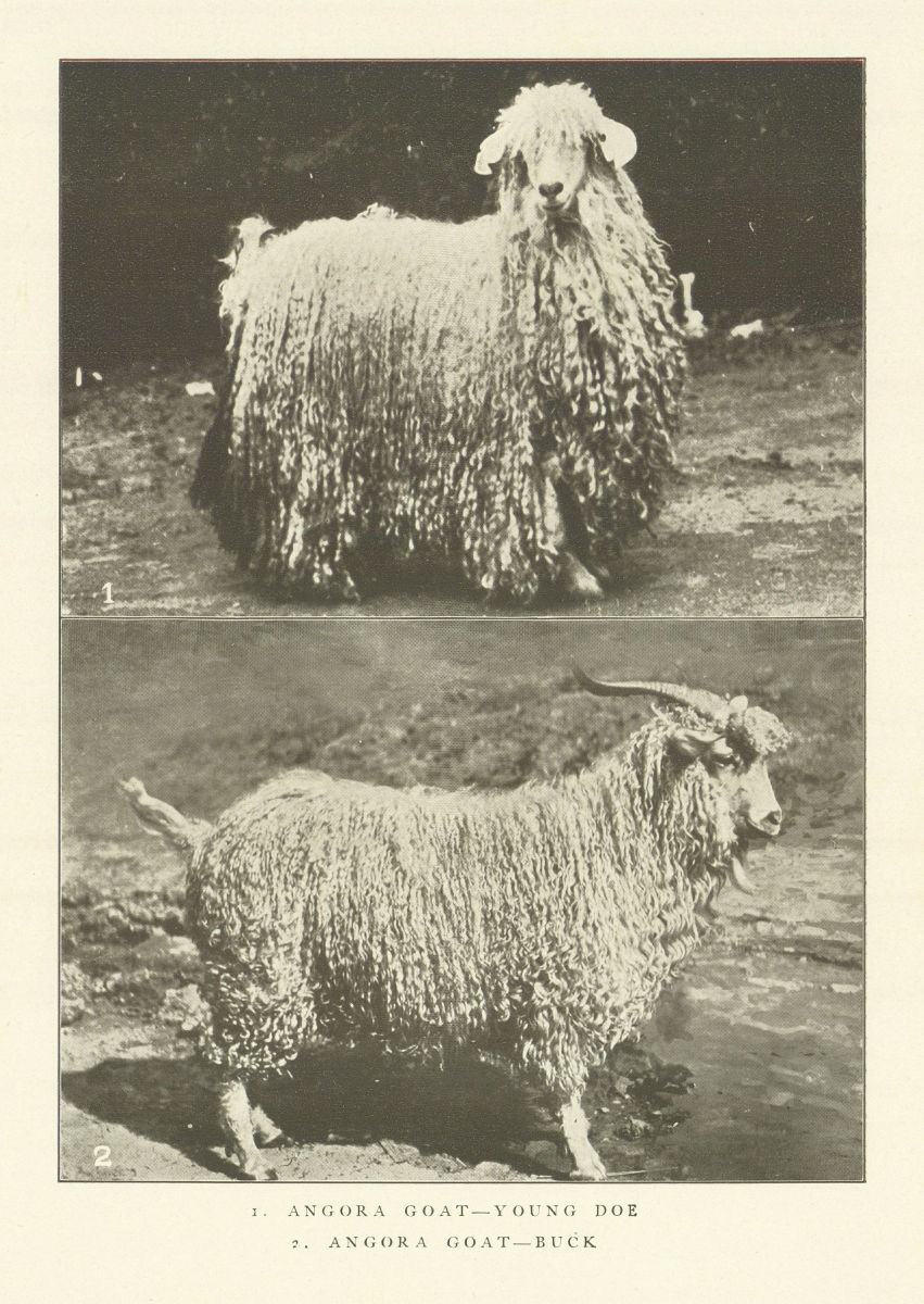 Associate Product 1. Angora Goat-Young Doe. 2. Angora Goat-Buck. . Turkey 1907 old antique print