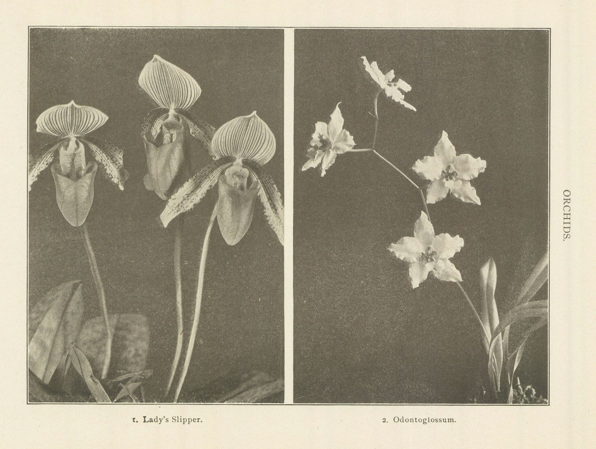 Associate Product ORCHIDS. 1. Lady's Slipper. 2. Odontoglossum. Flowers 1907 old antique print