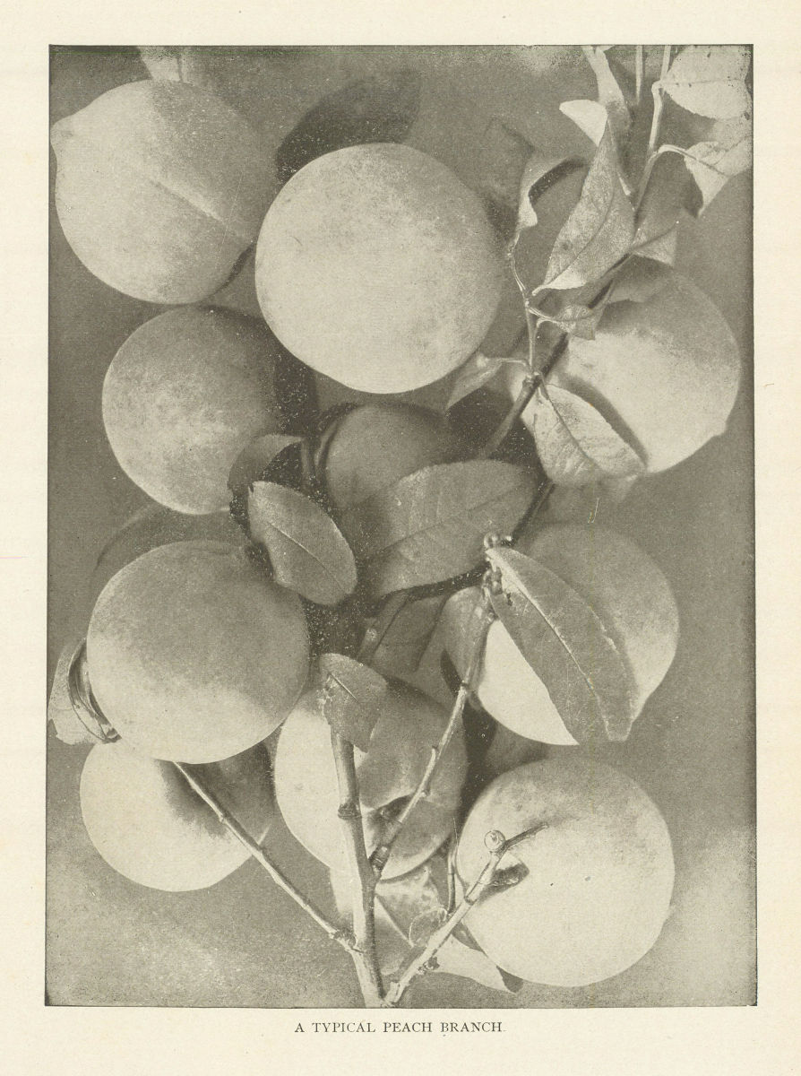 Associate Product A Typical Peach Branch. Fruit 1907 old antique vintage print picture