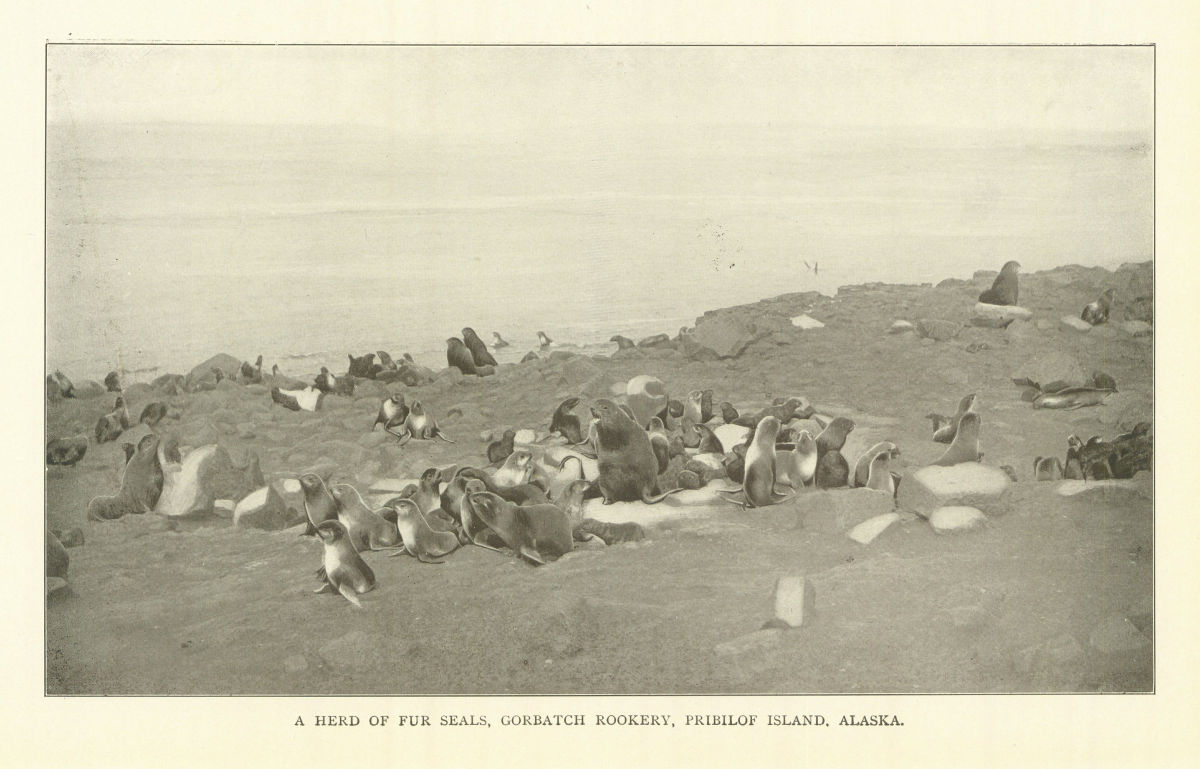 Associate Product A Herd of Fur Seals, Gorbatch Rookery, Pribilof Island. Alaska 1907 old print