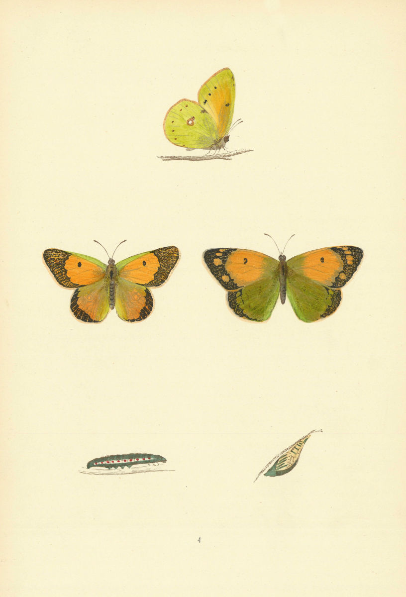 Associate Product BRITISH BUTTERFLIES. Clouded Yellow. MORRIS 1893 old antique print picture