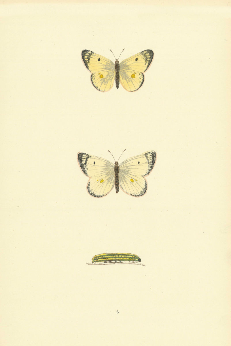 Associate Product BRITISH BUTTERFLIES. Pale Clouded Yellow. MORRIS 1893 old antique print