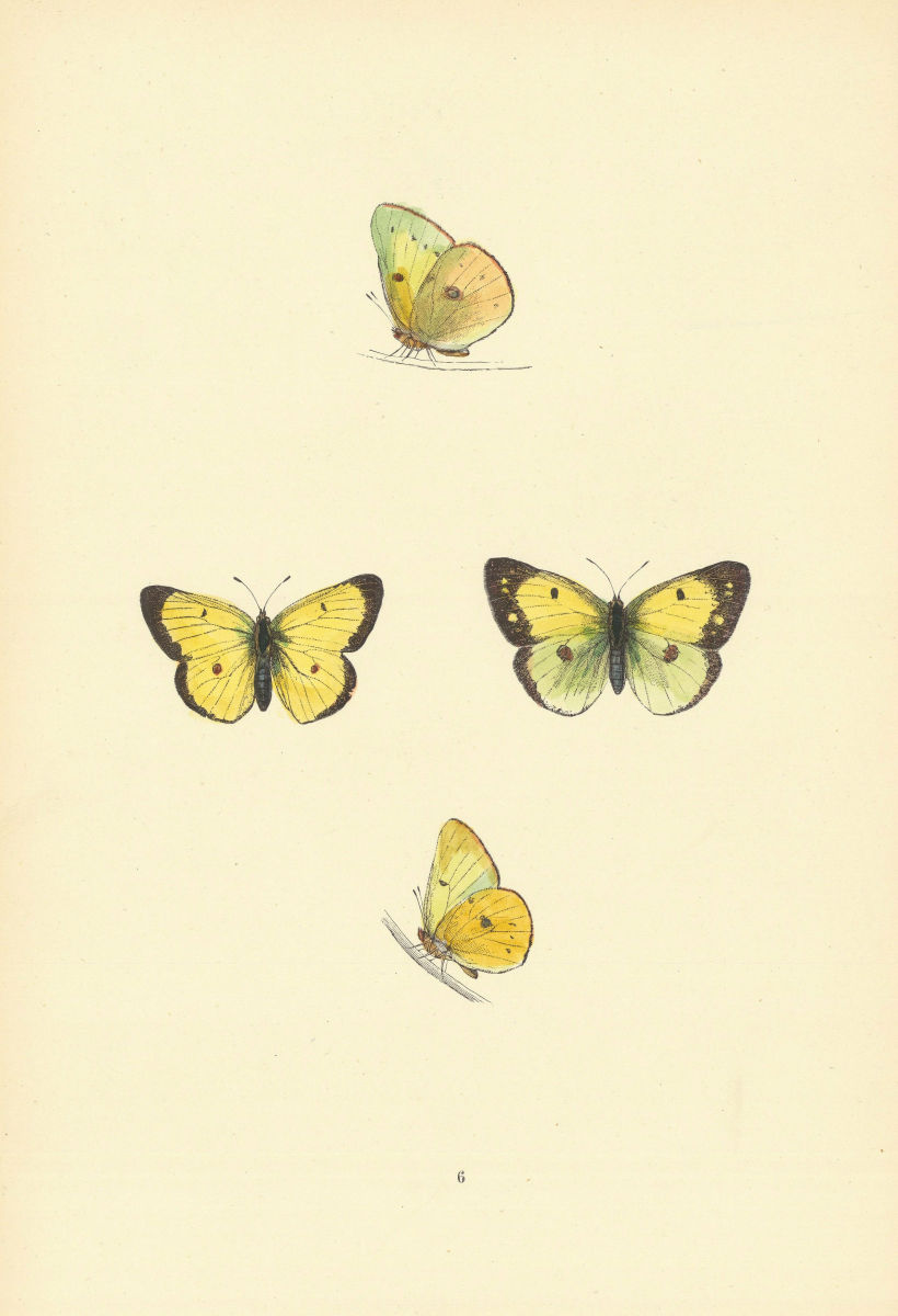 Associate Product BRITISH BUTTERFLIES. Scarce Clouded Yellow. MORRIS 1893 old antique print