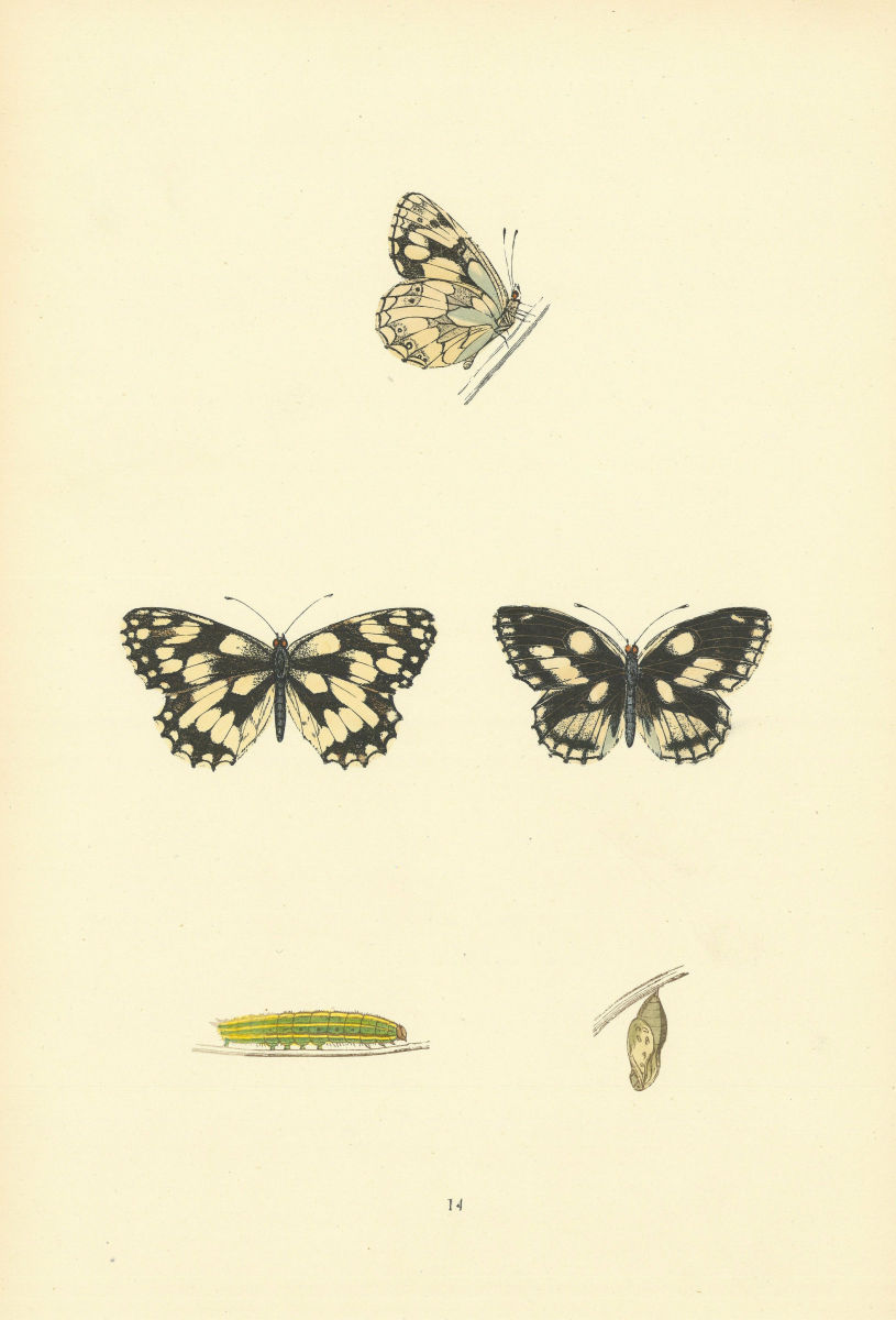 BRITISH BUTTERFLIES. Marbled White. MORRIS 1893 old antique print picture