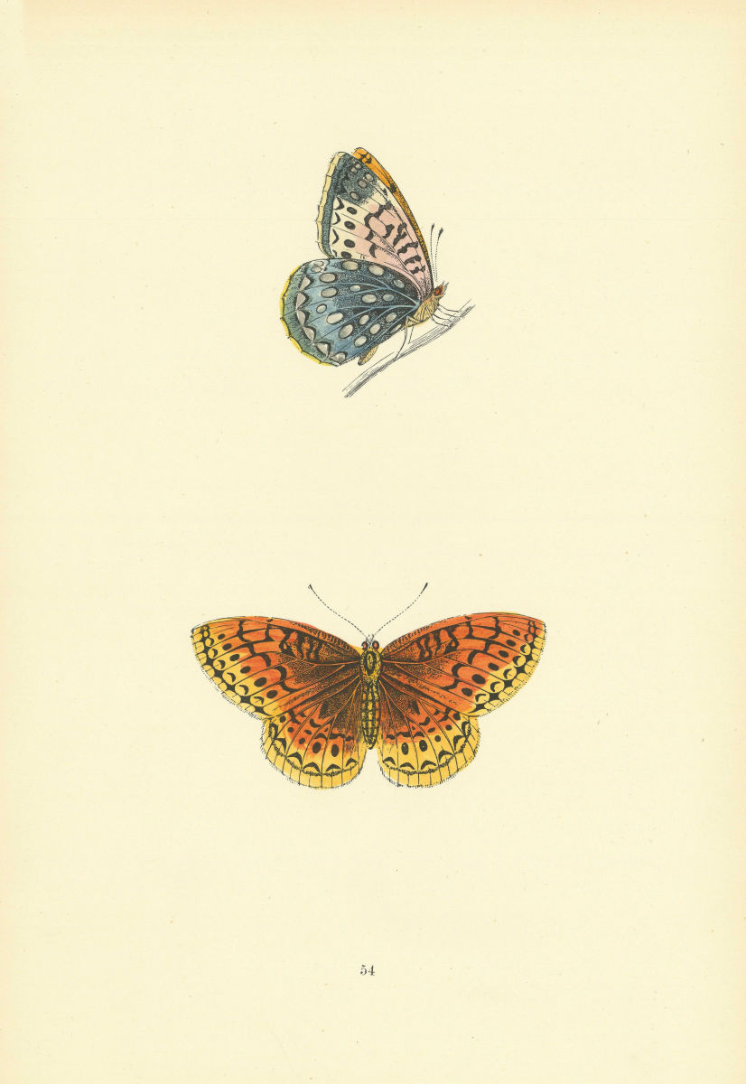 BRITISH BUTTERFLIES. Venus Fritillary. MORRIS 1893 old antique print picture