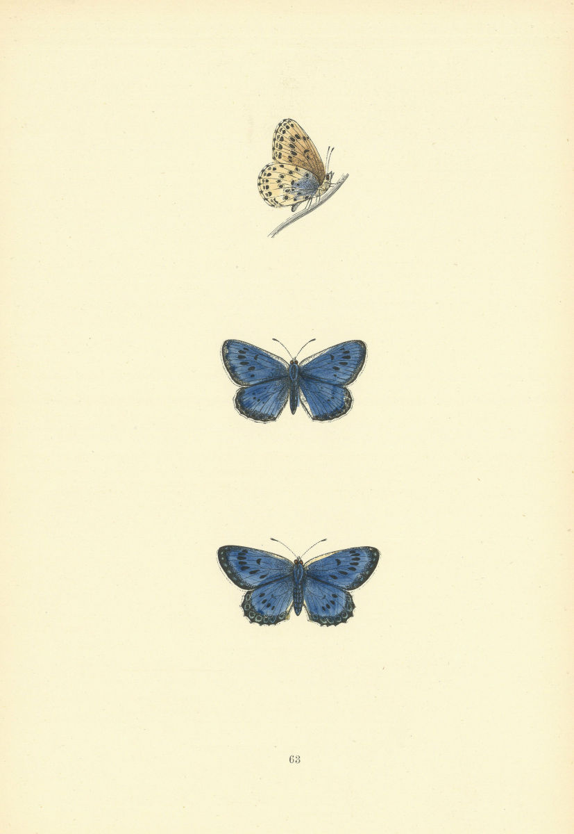 BRITISH BUTTERFLIES. Large Blue. MORRIS 1893 old antique vintage print picture
