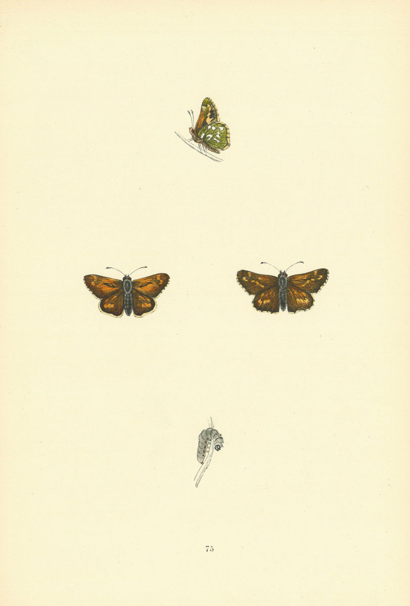 BRITISH BUTTERFLIES. Silver-spotted Skipper. MORRIS 1893 old antique print