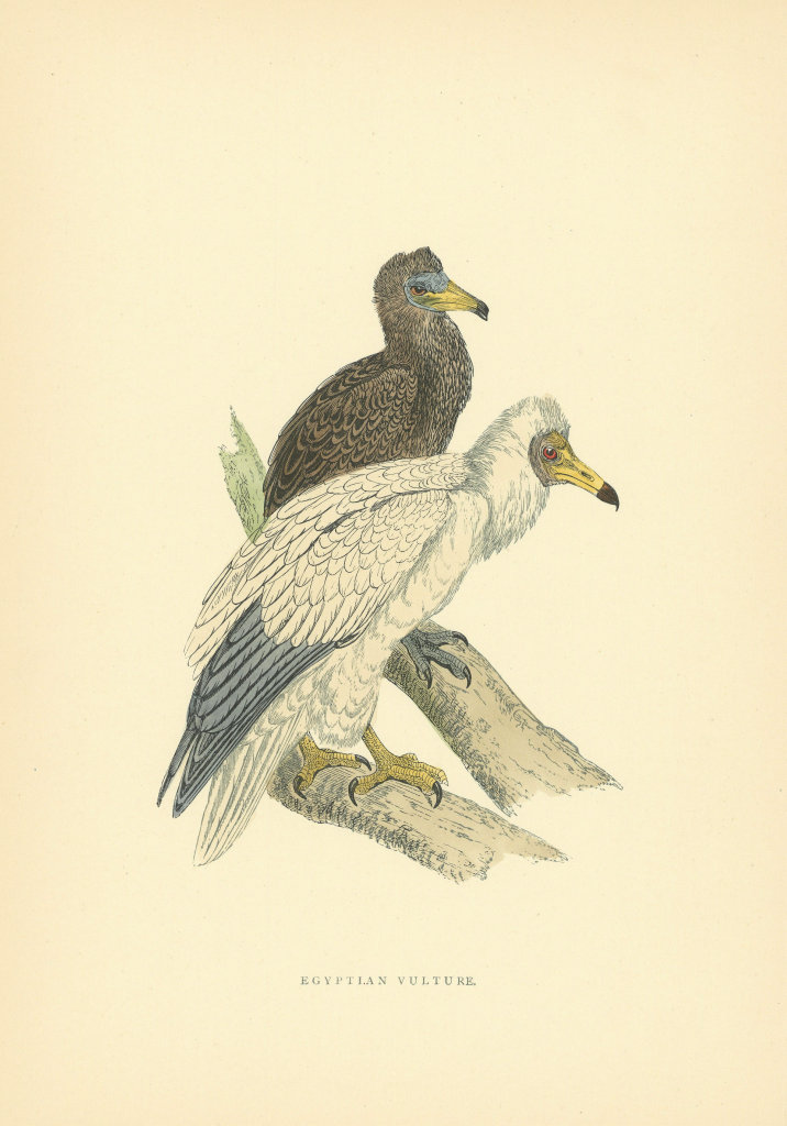 Associate Product Egyptian Vulture. Morris's British Birds. Antique colour print 1903 old