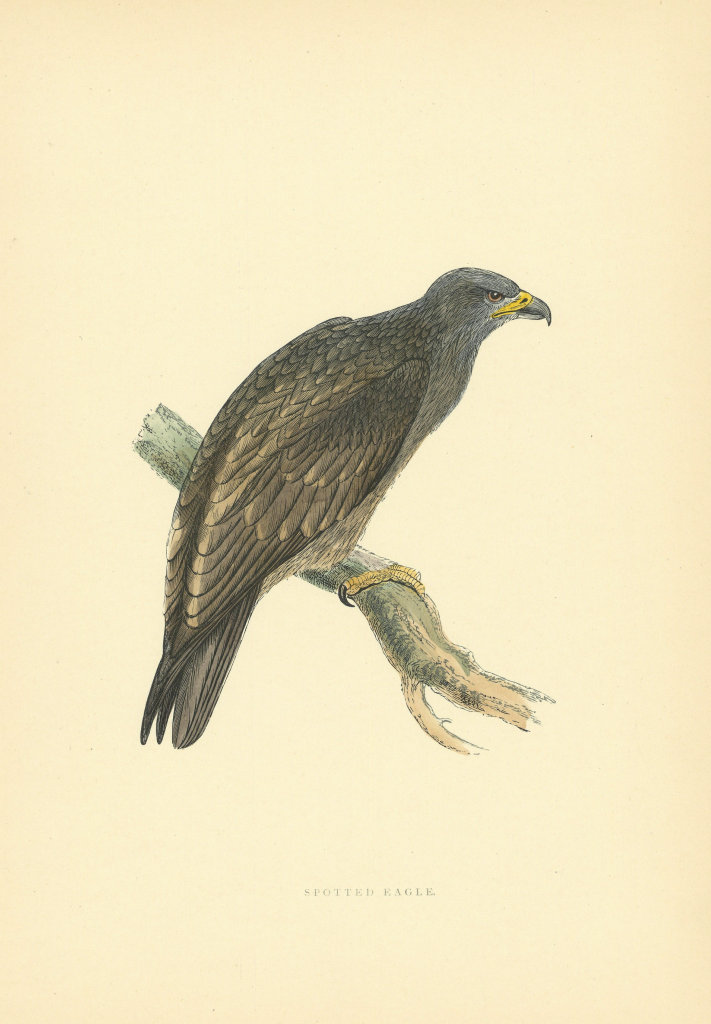 Associate Product Spotted Eagle. Morris's British Birds. Antique colour print 1903 old