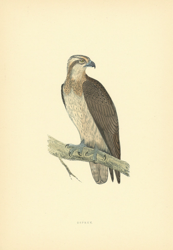 Associate Product Osprey. Morris's British Birds. Antique colour print 1903 old