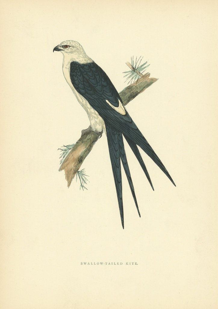 Associate Product Swallow-tailed Kite. Morris's British Birds. Antique colour print 1903