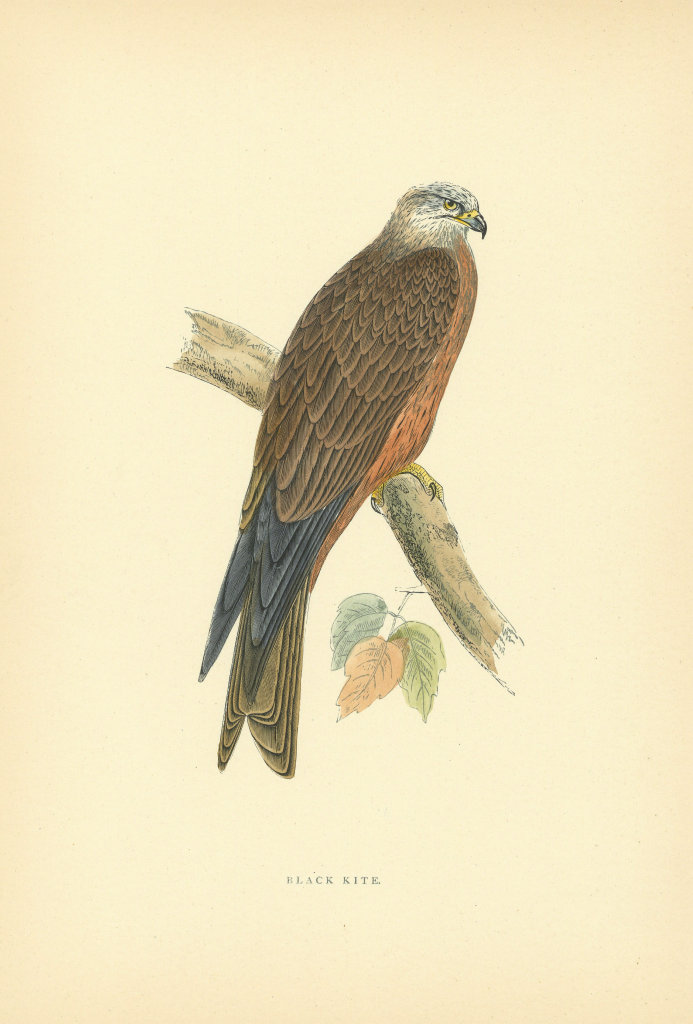 Associate Product Black Kite. Morris's British Birds. Antique colour print 1903 old