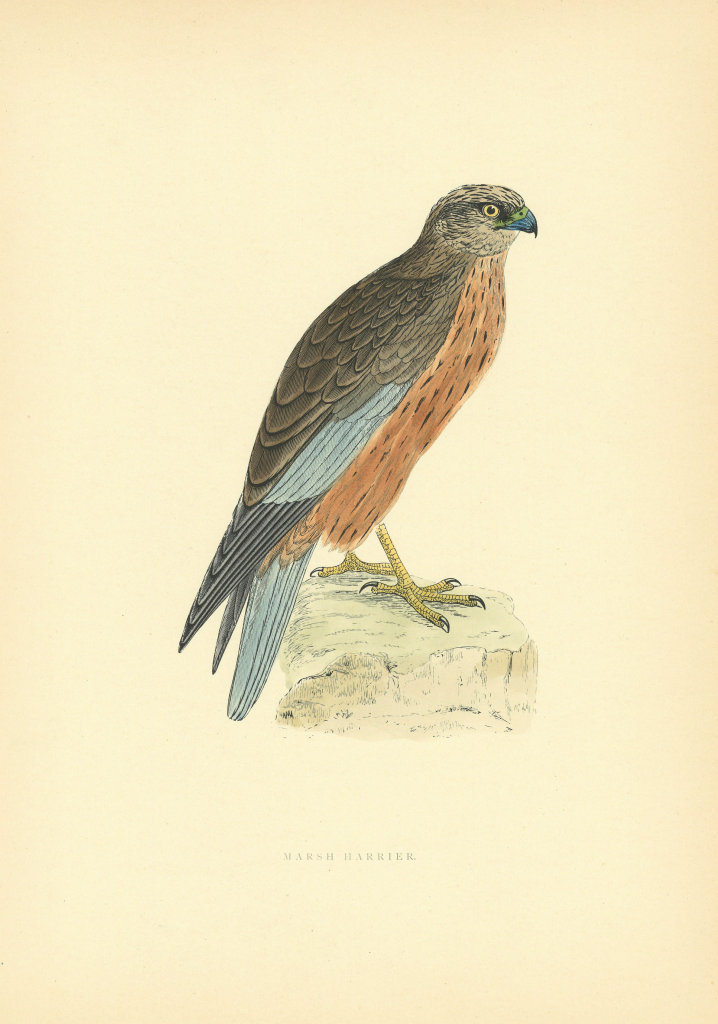 Associate Product Marsh Harrier. Morris's British Birds. Antique colour print 1903 old