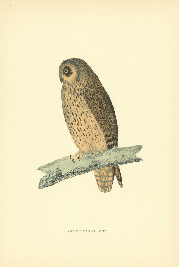 Short-eared Owl. Morris's British Birds. Antique colour print 1903 old