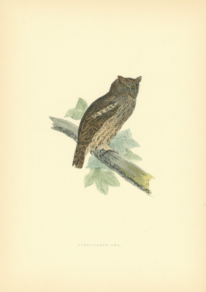 Associate Product Scops-eared Owl. Morris's British Birds. Antique colour print 1903 old