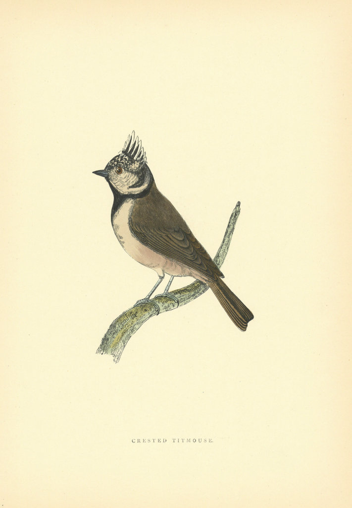 Associate Product Crested Tit. Morris's British Birds. Antique colour print 1903 old