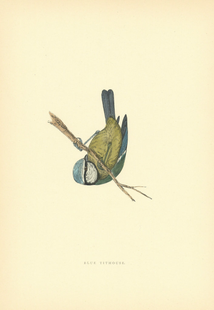 Associate Product Blue Tit. Morris's British Birds. Antique colour print 1903 old