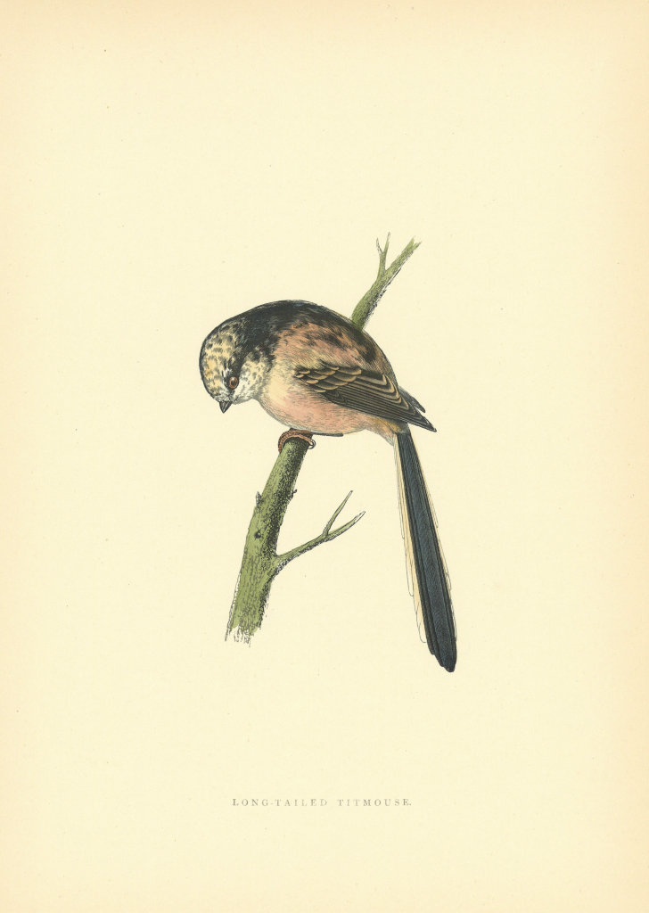 Associate Product Long-tailed Tit. Morris's British Birds. Antique colour print 1903 old