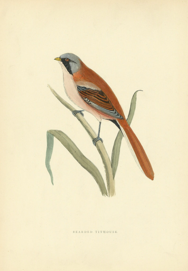 Associate Product Bearded Tit. Morris's British Birds. Antique colour print 1903 old
