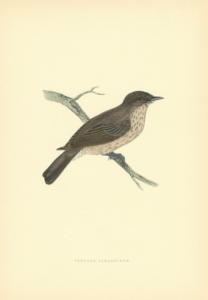 Associate Product Spotted Flycatcher. Morris's British Birds. Antique colour print 1903