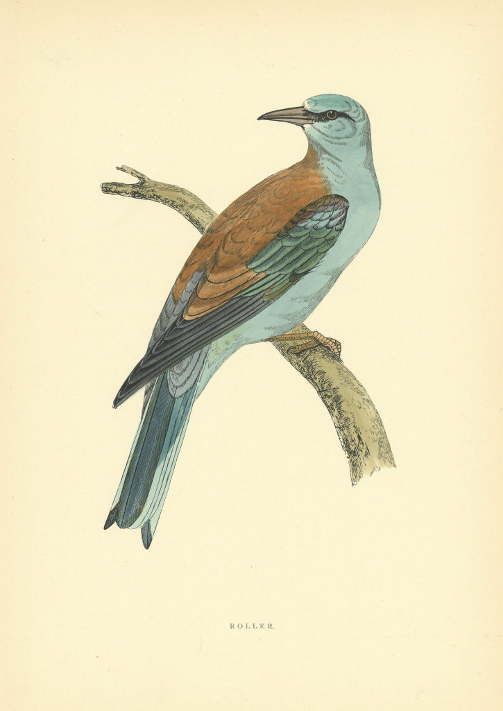 Associate Product Roller. Morris's British Birds. Antique colour print 1903 old