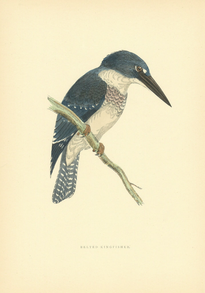 Associate Product Belted Kingfisher. Morris's British Birds. Antique colour print 1903 old