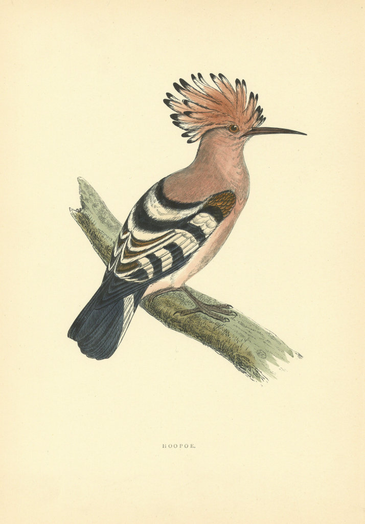 Hoopoe. Morris's British Birds. Antique colour print 1903 old
