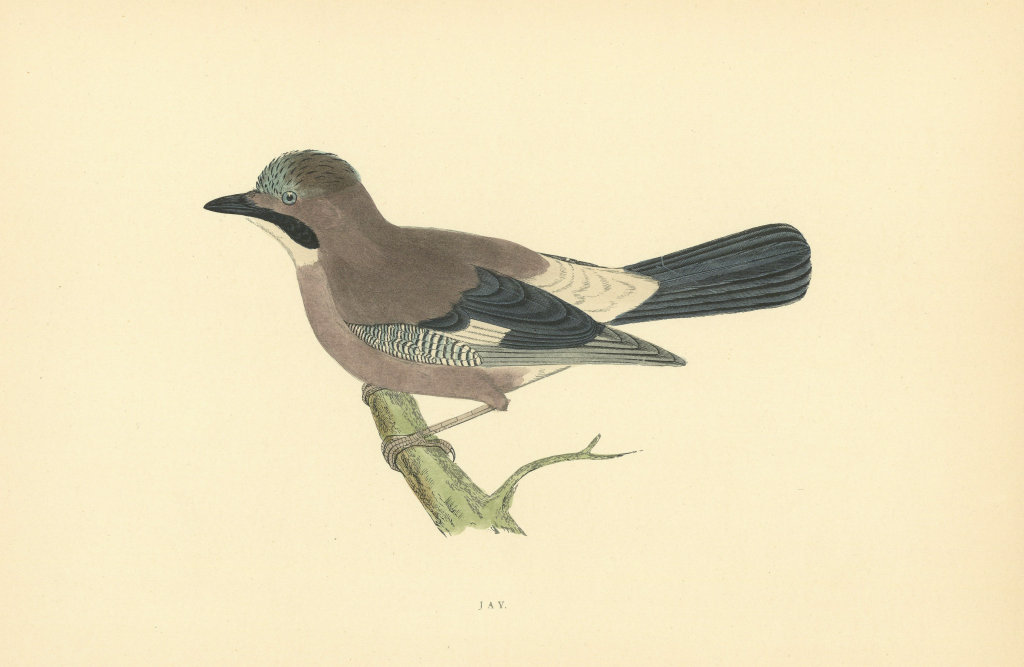 Associate Product Jay. Morris's British Birds. Antique colour print 1903 old