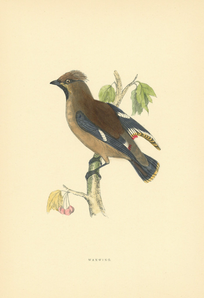 Associate Product Waxwing. Morris's British Birds. Antique colour print 1903 old