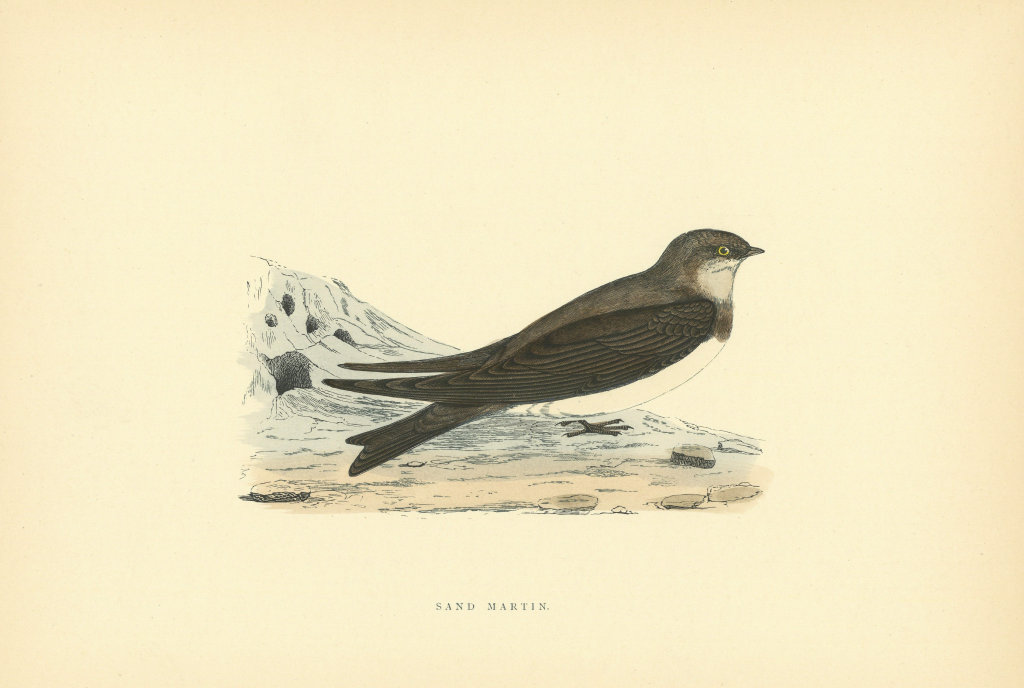 Associate Product Sand Martin. Morris's British Birds. Antique colour print 1903 old