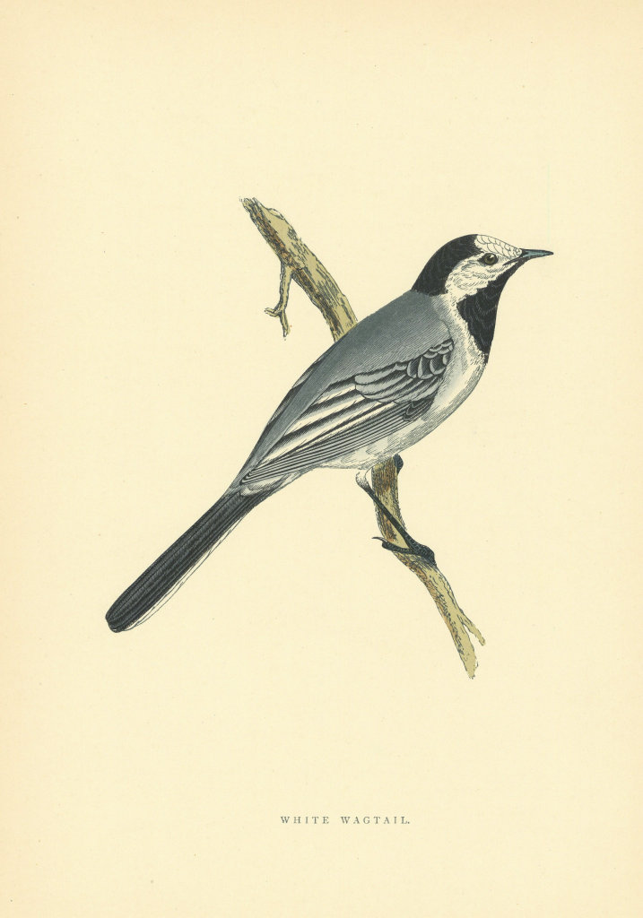 Associate Product White Wagtail. Morris's British Birds. Antique colour print 1903 old