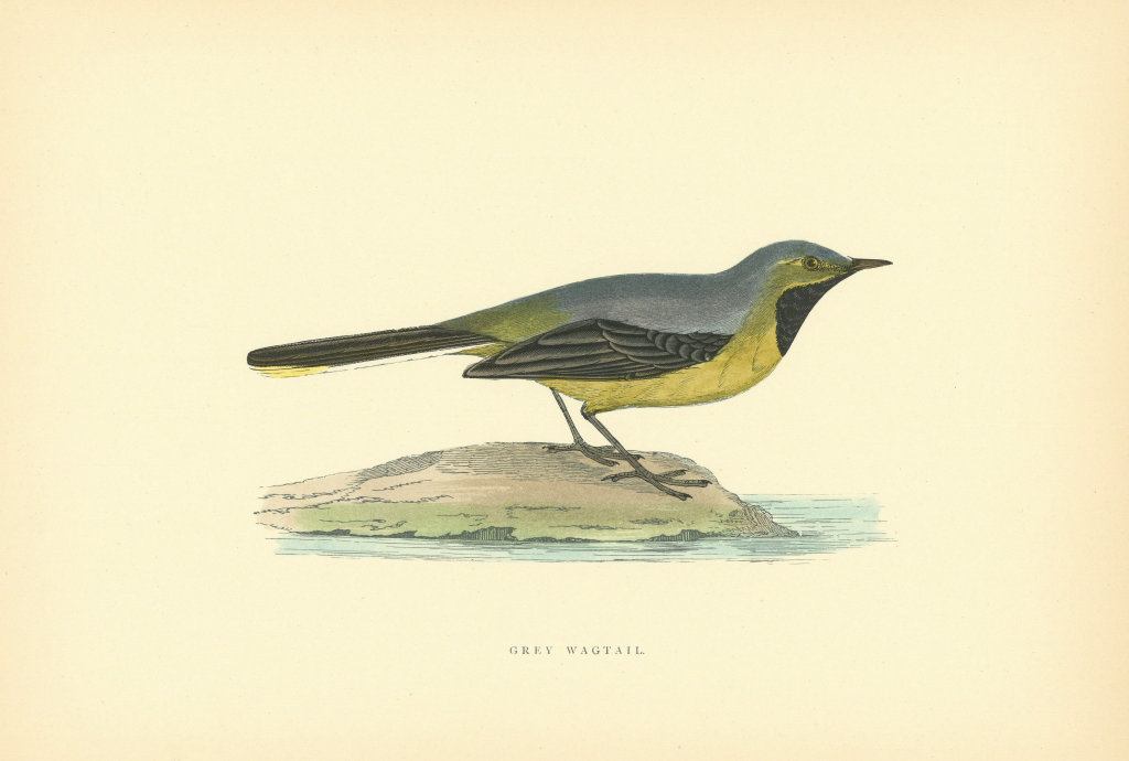 Associate Product Grey Wagtail. Morris's British Birds. Antique colour print 1903 old