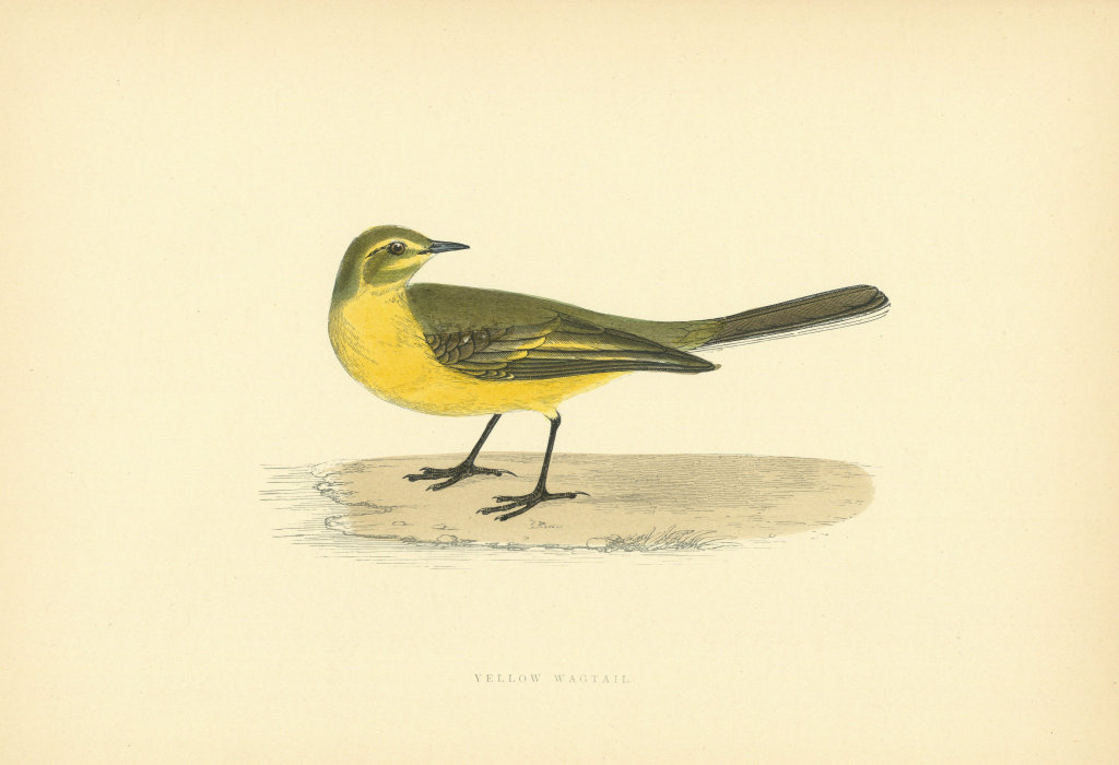 Associate Product Yellow Wagtail. Morris's British Birds. Antique colour print 1903 old
