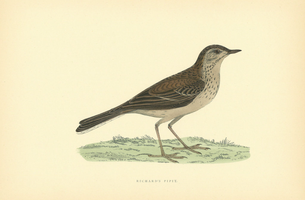 Richard's Pipit. Morris's British Birds. Antique colour print 1903 old
