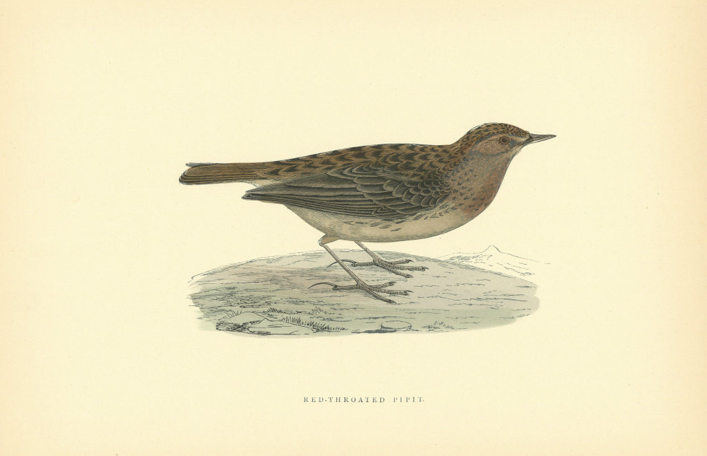 Associate Product Red-Throated Pipit. Morris's British Birds. Antique colour print 1903
