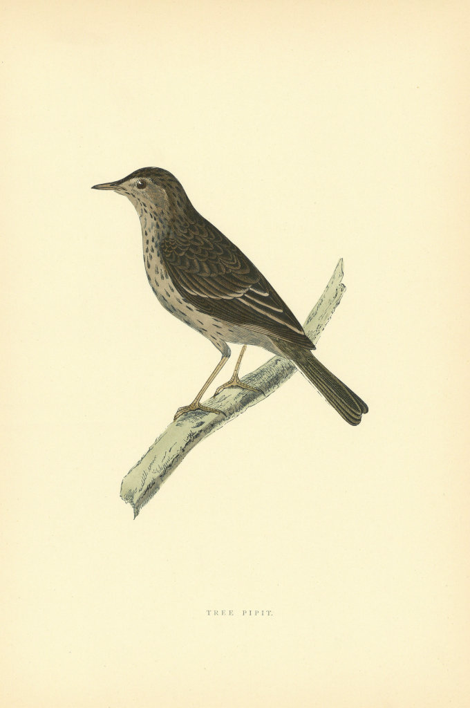 Tree Pipit. Morris's British Birds. Antique colour print 1903 old