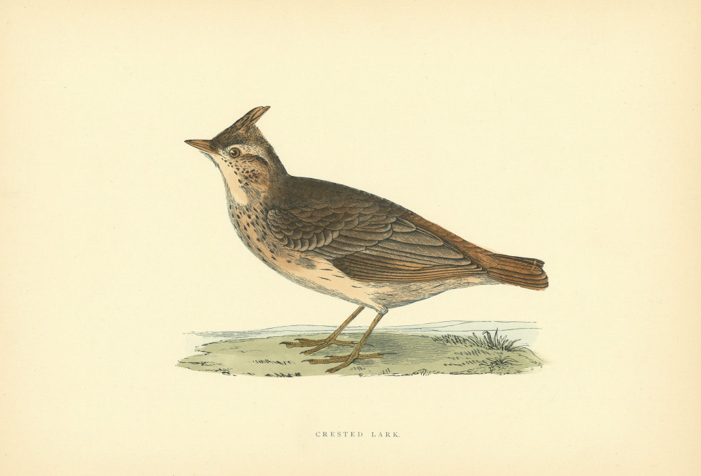 Associate Product Crested Lark. Morris's British Birds. Antique colour print 1903 old