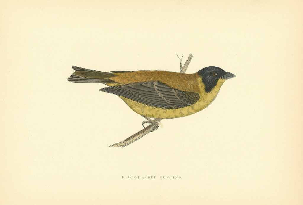 Associate Product Black-headed Bunting. Morris's British Birds. Antique colour print 1903