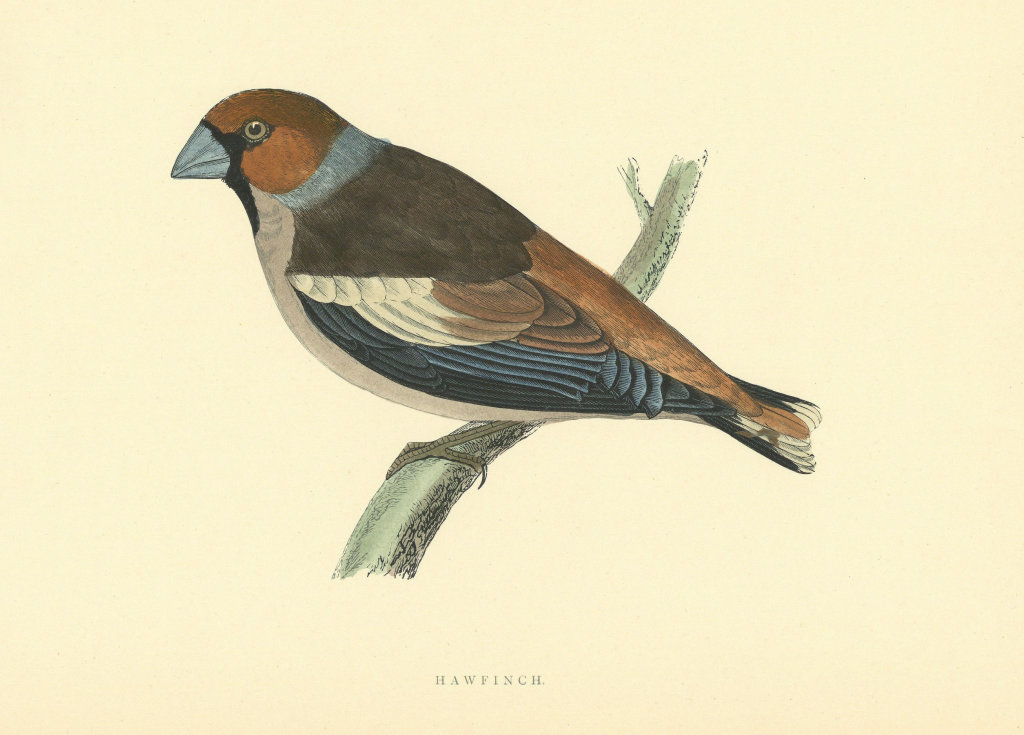 Associate Product Hawfinch. Morris's British Birds. Antique colour print 1903 old