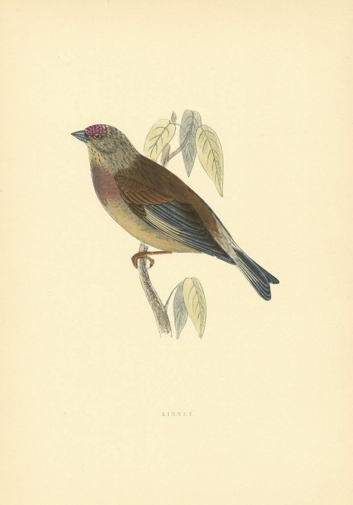 Associate Product Linnet. Morris's British Birds. Antique colour print 1903 old