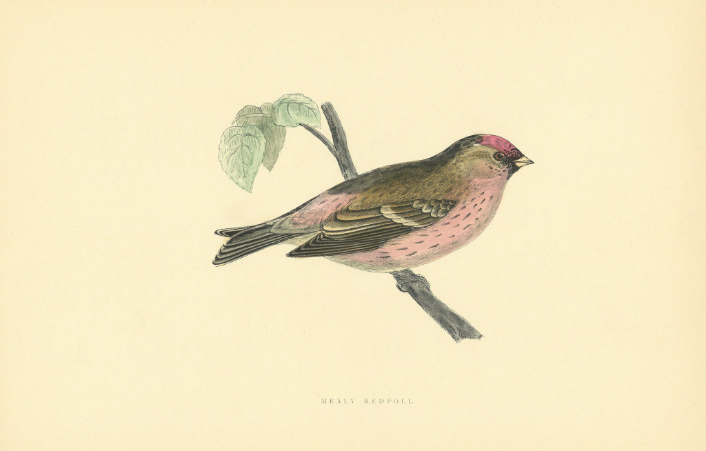 Mealy Redpolls. Morris's British Birds. Antique colour print 1903 old