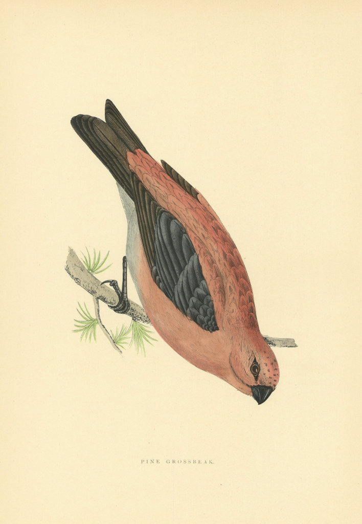 Associate Product Pine Grossbeak. Morris's British Birds. Antique colour print 1903 old