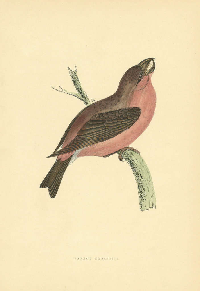 Associate Product Parrot Crossbill. Morris's British Birds. Antique colour print 1903 old