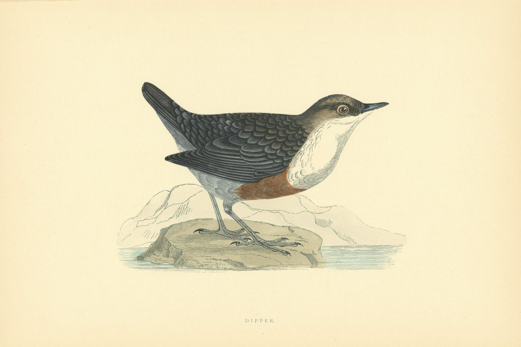 Associate Product Dipper. Morris's British Birds. Antique colour print 1903 old