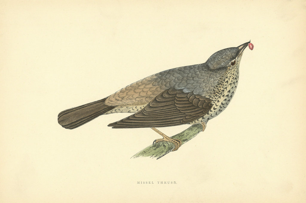 Associate Product Missel Thrush. Morris's British Birds. Antique colour print 1903 old