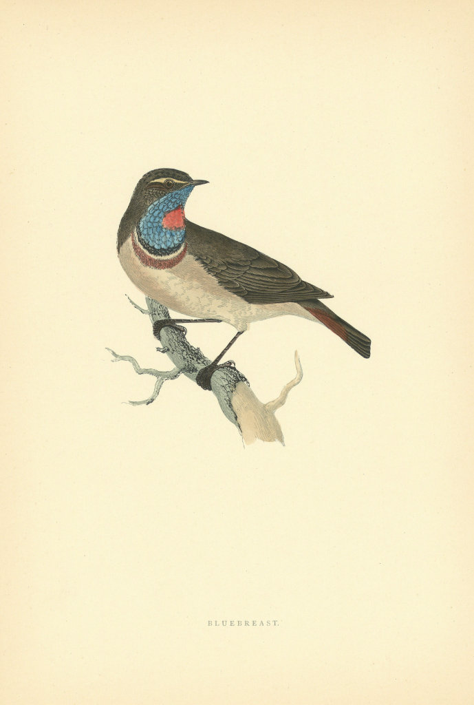 Associate Product Redbreast. Morris's British Birds. Antique colour print 1903 old