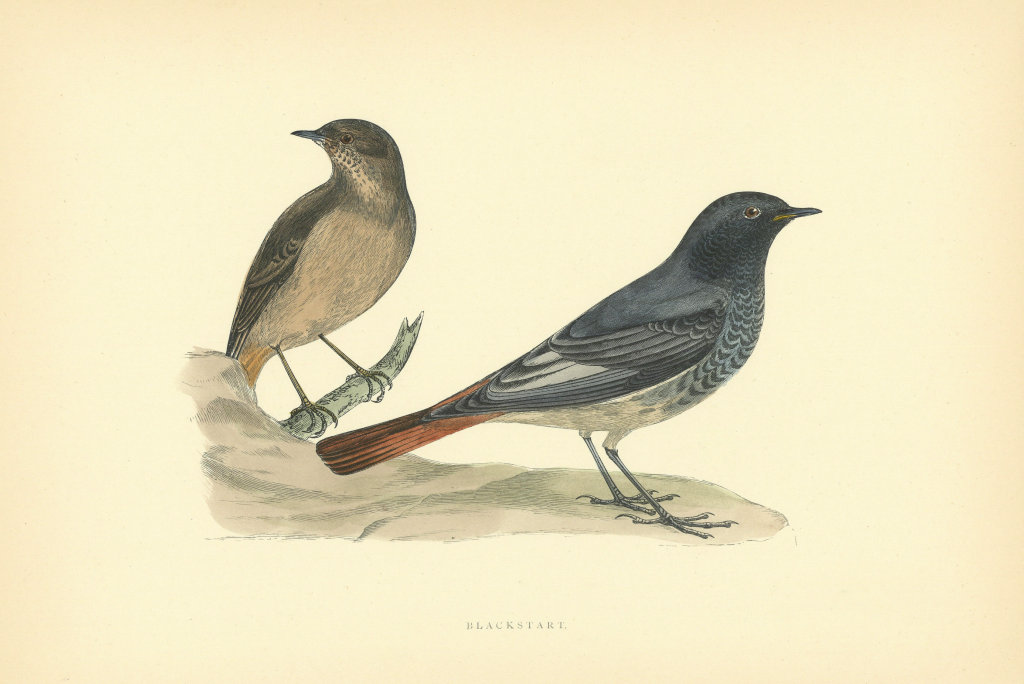Associate Product Blackstart. Morris's British Birds. Antique colour print 1903 old