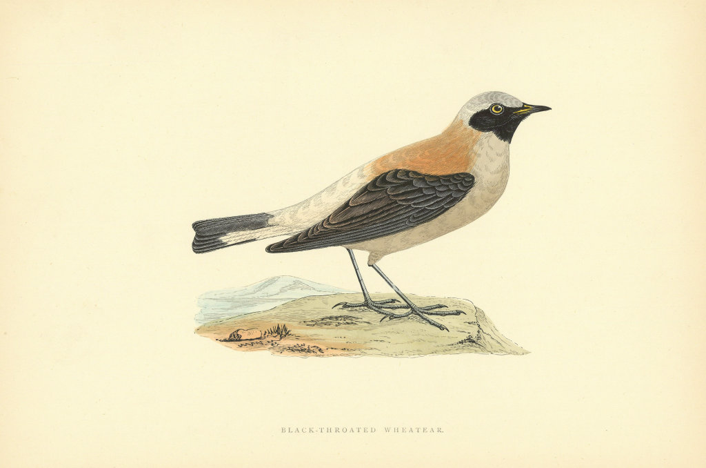 Associate Product Black-throated Wheatear. Morris's British Birds. Antique colour print 1903