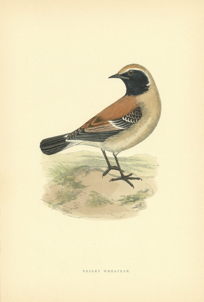 Associate Product Desert Wheatear. Morris's British Birds. Antique colour print 1903 old
